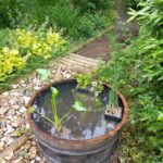 Miniteich für den Schulgarten