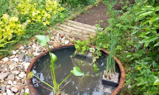 Miniteich für den Schulgarten