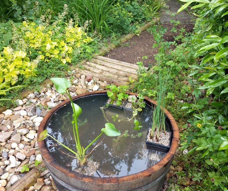 Miniteich für den Schulgarten